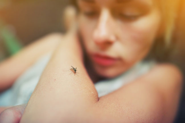 Dengue, Chikungunya y Zika: Prevención